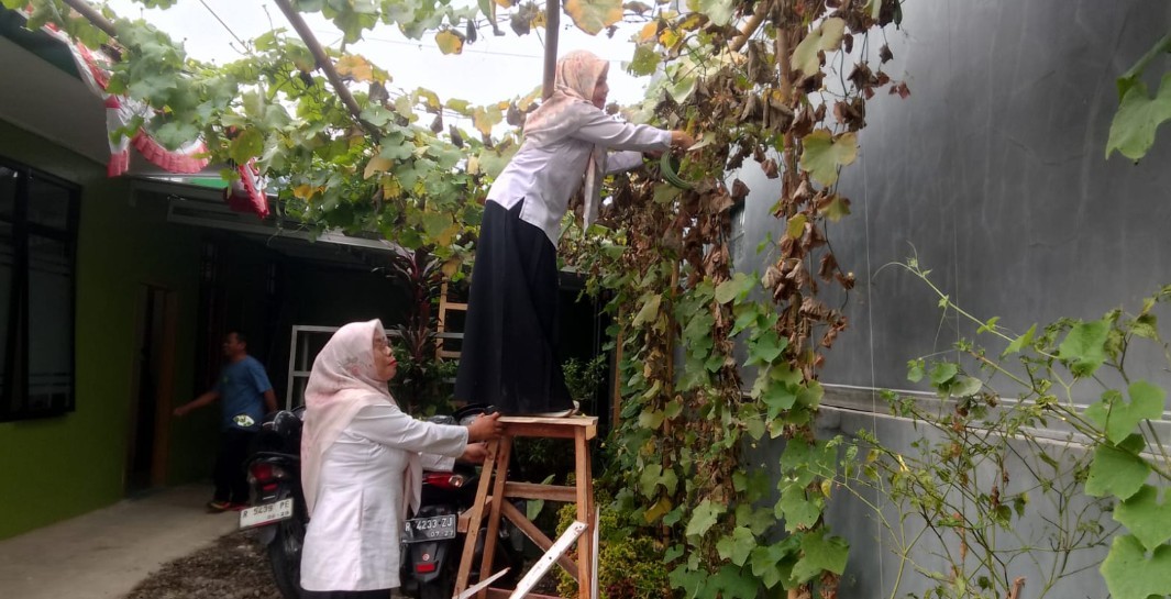 0408__Panen_Kacur1.jpg